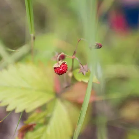 Prázdninový dům Lesná Kokava Kokava nad Rimavicou