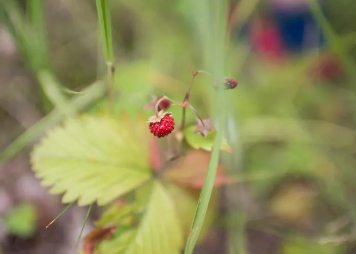 Σπίτι διακοπών Lesna Kokava Kokava nad Rimavicou